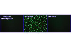 Immunofluorescence (IF) image for OxiSelect™ Cellular UV-Induced DNA Damage Staining Kit (CPD) (ABIN2344980)