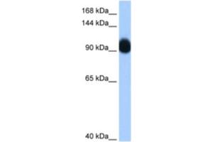 Western Blotting (WB) image for anti-Ring Finger Protein 10 (RNF10) antibody (ABIN2461859)