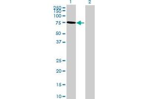 Western Blot analysis of RAI2 expression in transfected 293T cell line by RAI2 MaxPab polyclonal antibody. (RAI2 Antikörper  (AA 1-530))