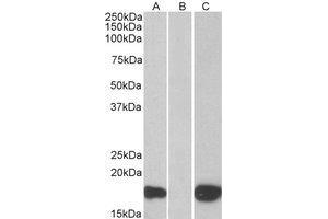Western Blotting (WB) image for anti-Pleckstrin Homology-Like Domain, Family A, Member 3 (PHLDA3) (C-Term) antibody (ABIN2466107) (PHLDA3 Antikörper  (C-Term))