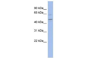 WB Suggested Anti-ZNF619 Antibody Titration:  0.