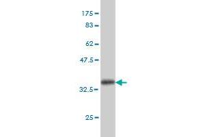 Western Blot detection against Immunogen (36. (TEK Antikörper  (AA 701-800))