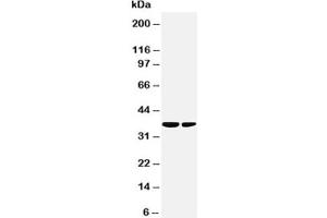 Western blot testing of PP2Ac antibody and Lane 1:  rat kidney (Microtubule Star Antikörper  (N-Term))