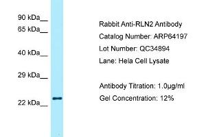 Western Blotting (WB) image for anti-Relaxin 2 (RLN2) (C-Term) antibody (ABIN2789762) (Relaxin 2 Antikörper  (C-Term))