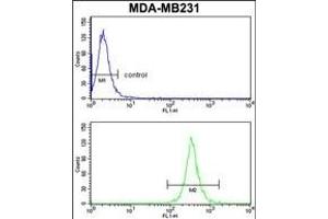 ARHG Antibody (Center) (ABIN652455 and ABIN2842309) flow cytometry analysis of MDA-M cells (bottom histogram) compared to a negative control cell (top histogram). (ARHGAP18 Antikörper  (AA 180-207))