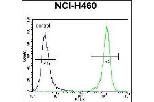 DGKQ Antibody (C-term) (ABIN392717 and ABIN2842188) flow cytometric analysis of NCI- cells (right histogram) compared to a negative control cell (left histogram). (DGKQ Antikörper  (C-Term))