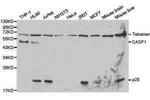 Western Blotting (WB) image for anti-Caspase 1 (CASP1) antibody (ABIN1871450) (Caspase 1 Antikörper)