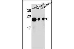 ATP5H Antibody (Center) (ABIN654144 and ABIN2844011) western blot analysis in HepG2,NCI-,MDA-M cell line lysates (35 μg/lane). (ATP5H Antikörper  (AA 68-97))