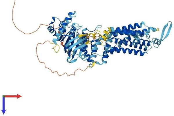 ABCG8 Protein (AA 1-673) (His tag)