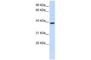 CHIA antibody used at 1 ug/ml to detect target protein.