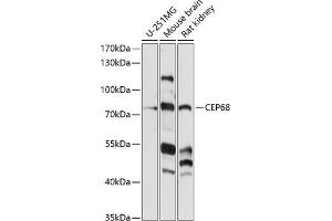 Western blot analysis of extracts of various cell lines, using CEP68 antibody (ABIN7266279) at 1:1000 dilution. (CEP68 Antikörper  (AA 1-350))