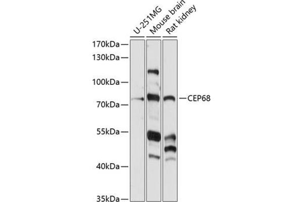CEP68 Antikörper  (AA 1-350)