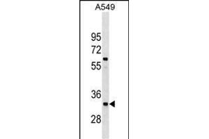 XRCC4 Antibody (Center) (ABIN1538068 and ABIN2850303) western blot analysis in A549 cell line lysates (35 μg/lane). (XRCC4 Antikörper  (AA 205-234))
