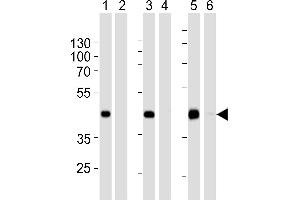 Western blot analysis of extracts from 293 (lanes 1 and 2),HepG2 (lanes 3 and 4)cell line and mouse spleen (lanes 5 and 6)tissue lysate: 1, 3, 5. (STEAP2 Antikörper  (AA 229-258))
