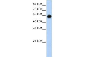 WB Suggested Anti-KEAP1 Antibody Titration:  0. (KEAP1 Antikörper  (C-Term))