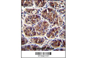 GDF5 Antibody immunohistochemistry analysis in formalin fixed and paraffin embedded human stomach tissue followed by peroxidase conjugation of the secondary antibody and DAB staining. (GDF5 Antikörper  (C-Term))