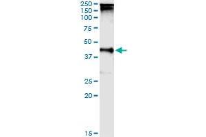 Immunoprecipitation of TARBP2 transfected lysate using anti-TARBP2 MaxPab rabbit polyclonal antibody and Protein A Magnetic Bead , and immunoblotted with TARBP2 purified MaxPab mouse polyclonal antibody (B01P) . (TARBP2 Antikörper  (AA 1-366))