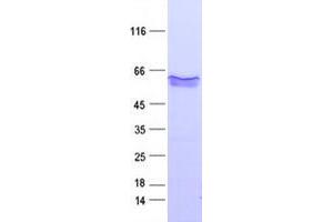 Validation with Western Blot (VWF Protein (DYKDDDDK Tag))