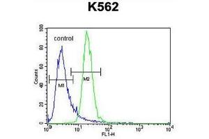 PRKAA2 (Thr172) Antibody (Center) flow cytometric analysis of K562 cells (right histogram) compared to a negative control cell (left histogram). (PRKAA2 Antikörper  (Middle Region, Thr172))