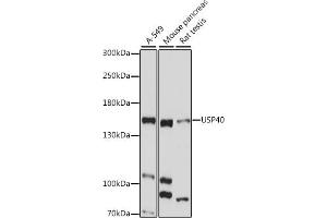 Western blot analysis of extracts of various cell lines, using USP40 antibody (ABIN7271162) at 1:1000 dilution.