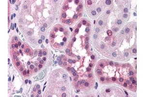Immunohistochemical analysis of paraffin-embedded human Liver tissues using anti-BHMT antibody (ERK1/2 Antikörper)