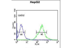 Flow cytometric analysis of HepG2 cells (right histogram) compared to a negative control cell (left histogram). (AFMID Antikörper  (N-Term))
