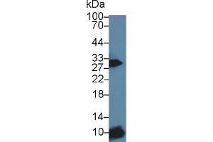 Detection of Iga in Mouse Spleen lysate using Polyclonal Antibody to Immunoglobulin Associated Alpha (Iga) (CD79a Antikörper  (AA 30-193))