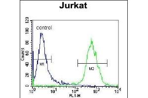 OR4N4 Antibody (N-term) (ABIN655423 and ABIN2844961) flow cytometric analysis of Jurkat cells (right histogram) compared to a negative control cell (left histogram). (OR4N4 Antikörper  (N-Term))