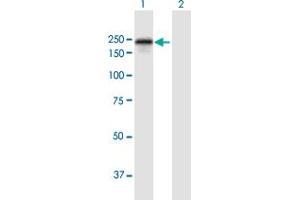 Western Blot analysis of DLC1 expression in transfected 293T cell line by DLC1 MaxPab polyclonal antibody.