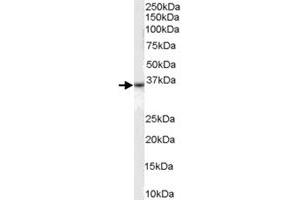 DARC polyclonal antibody  (0. (DARC Antikörper)