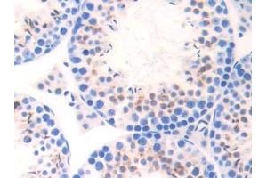 Detection of ELA1 in Mouse Testis Tissue using Polyclonal Antibody to Pancreatic Elastase 1 (ELA1) (CELA1 Antikörper  (AA 44-259))