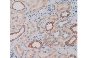 IHC-P analysis of Mouse Tissue, with DAB staining. (TIE1 Antikörper  (AA 835-1134))