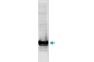 Western blot analysis using the Histone H3 (K9me2) polyclonal antibody . (Histone 3 Antikörper  (H3K9me2))
