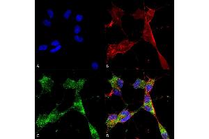 Immunocytochemistry/Immunofluorescence analysis using Mouse Anti-PINK1 Monoclonal Antibody, Clone S4-15 (ABIN1741118). (PINK1 Antikörper  (AA 112-496) (Biotin))