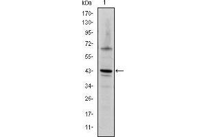 Western blot analysis using c-Jun mouse mAb against NIH/3T3 cell lysate.