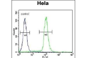 GDF6 Antibody (N-term) (ABIN655618 and ABIN2845098) flow cytometric analysis of Hela cells (right histogram) compared to a negative control cell (left histogram).