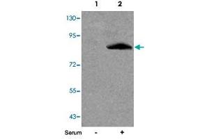 Western blot analysis of extracts from 293 cells untreated (Lane 1) or treated (Lane 2) with serum using FOXO1 (phospho S256) polyclonal antibody . (FOXO1 Antikörper  (pSer256))