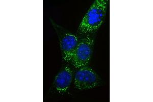 Immunofluorescent analysis of 4 % paraformaldehyde-fixed, 0. (COX IV Antikörper  (AA 49-83))