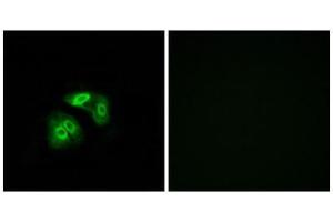 Immunofluorescence (IF) image for anti-Vomeronasal 1 Receptor 5 (VN1R5) (Internal Region) antibody (ABIN1853366) (VN1R5 Antikörper  (Internal Region))