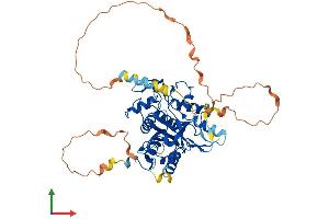 Protein Structure (PS) image for Autophagy related 4D Cysteine Peptidase (ATG4D) (AA 1-474) protein (His tag) (ABIN7552485)
