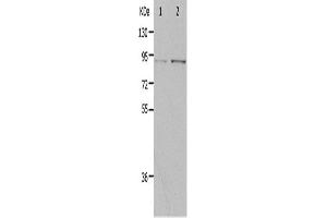 Western Blotting (WB) image for anti-Progesterone Immunomodulatory Binding Factor 1 (PIBF1) antibody (ABIN2426351) (PIBF1 Antikörper)