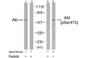 Western blot analysis of extract from HeLa cells untreated or treated with heat shock using Akt (Ab-473) antibody (E021054, Lane 1 and 2) and Akt (phospho-Ser473) antibody (E011054, Lane 3 and 4).