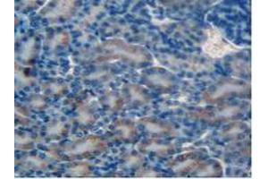 IHC-P analysis of Mouse Kidney Tissue, with DAB staining. (MMP12 Antikörper  (AA 294-473))