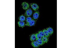 Confocal immunofluorescent analysis of D Antibody (C-term) (ABIN655179 and ABIN2844796) with Hela cell followed by Alexa Fluor 488-conjugated goat anti-rabbit lgG (green). (DPP3 Antikörper  (C-Term))