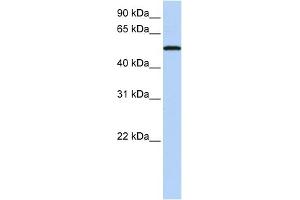 WB Suggested Anti-SIGLEC6 Antibody Titration:  0.