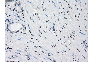 Immunohistochemical staining of paraffin-embedded pancreas tissue using anti-PRKYmouse monoclonal antibody. (PRKY Antikörper)