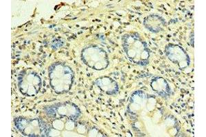 Immunohistochemistry of paraffin-embedded human small intestine tissue using ABIN7166178 at dilution of 1:100 (TFG Antikörper  (AA 1-240))