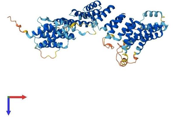 FANCG Protein (AA 1-622) (His tag)
