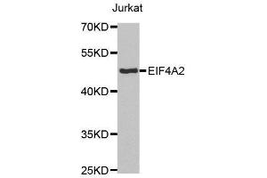 Western blot analysis of extracts of Jurkat cell lines, using EIF4A2 antibody. (EIF4A2 Antikörper  (AA 1-270))