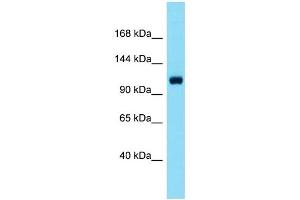 Host: Rabbit  Target Name: Scube1  Sample Tissue: Mouse Liver lysates  Antibody Dilution: 1. (SCUBE1 Antikörper  (C-Term))